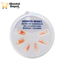 DIENTES CON 6 ENDO PARA TIPODONTO BLANCO/MARFIL