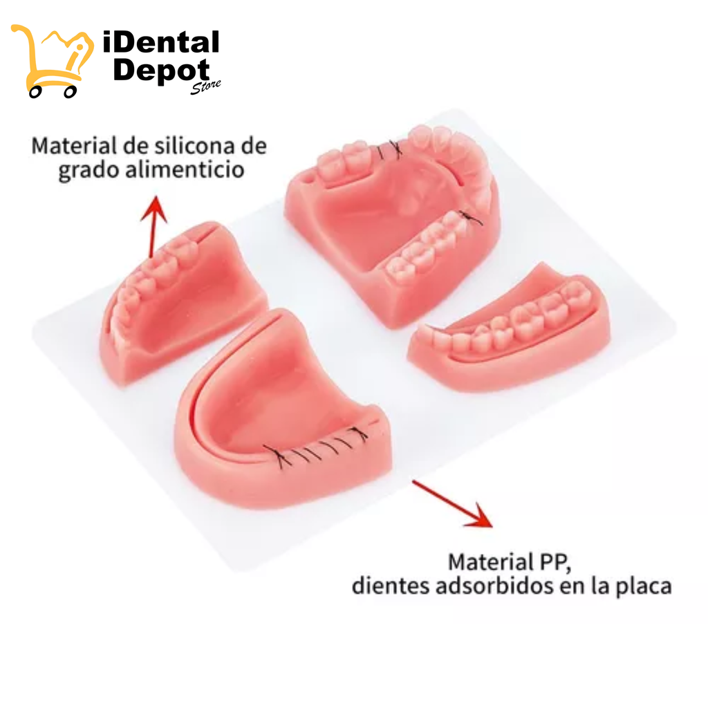 Modelo Dental Pad 4 Piezas Para Ejercicios De Sutura