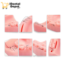 Modelo Dental Pad 4 Piezas Para Ejercicios De Sutura