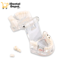 Tipodonto Didáctico Patologías-tx Implantes