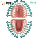 TIPODONTO TIPO NISSI ADULTO PLATINA METALICA DYMA