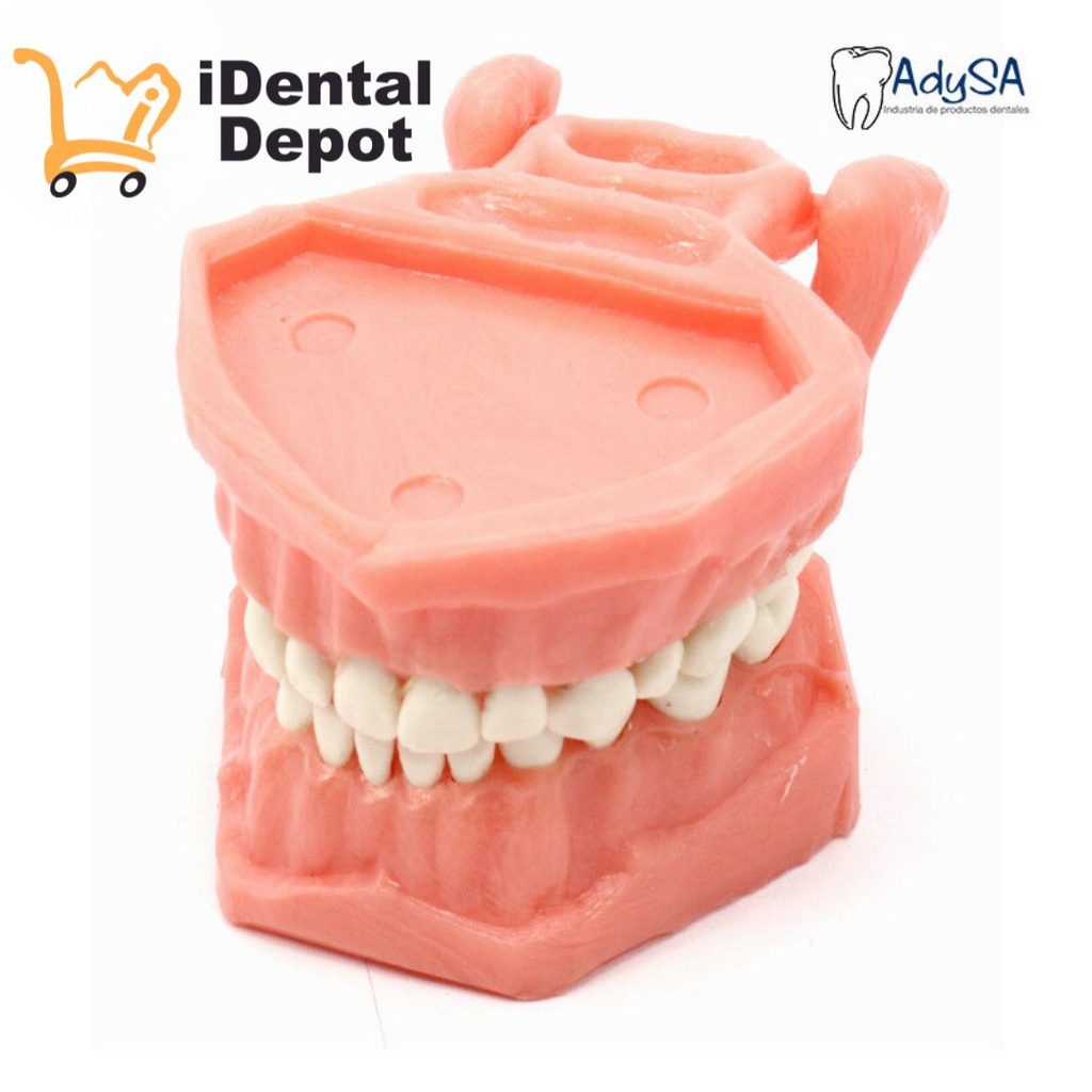 TIPODONTO ACRILICO INFANTIL