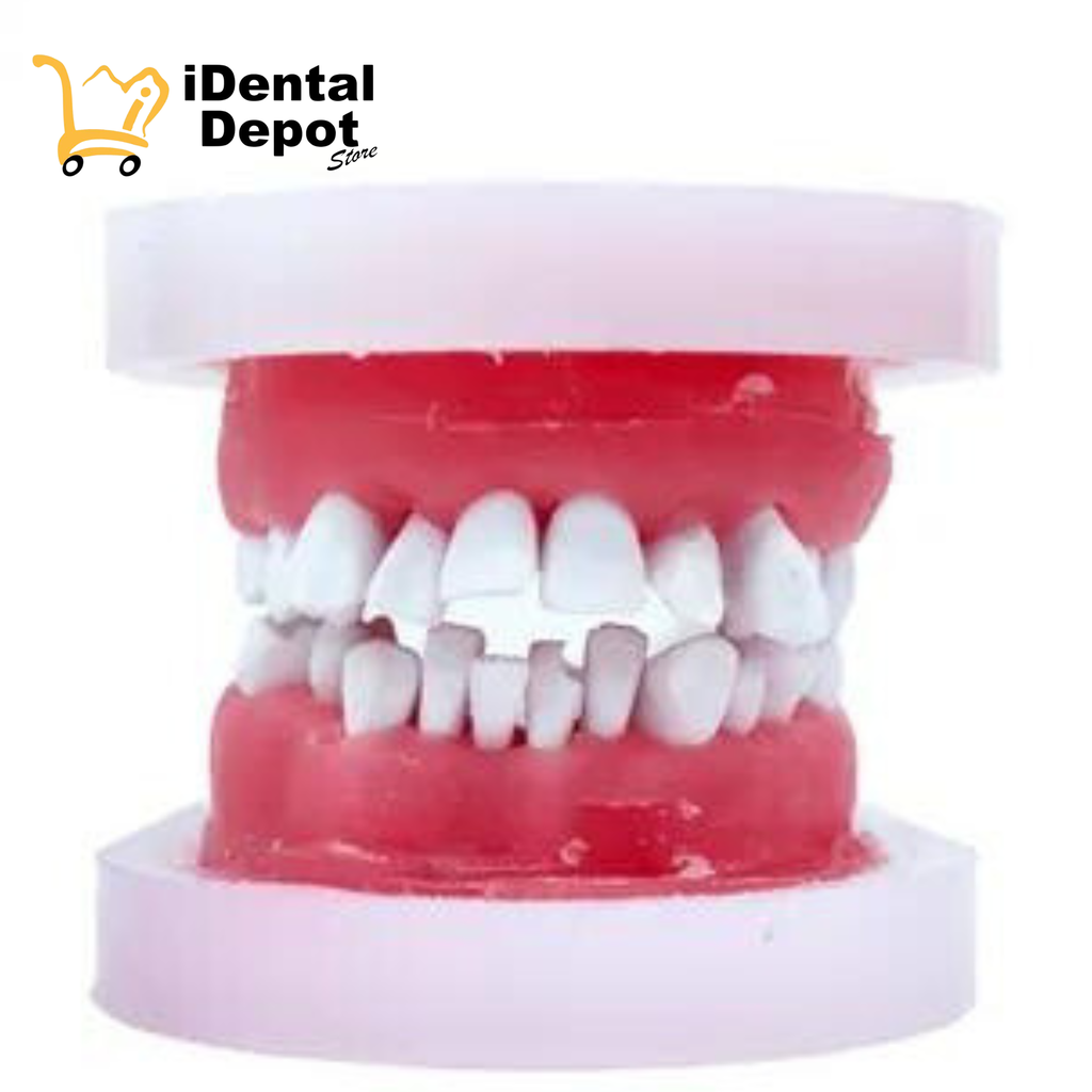 TIPODONTO DE CERA CLASE 2-1