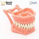 TIPODONTO ACRILICO ADULTO