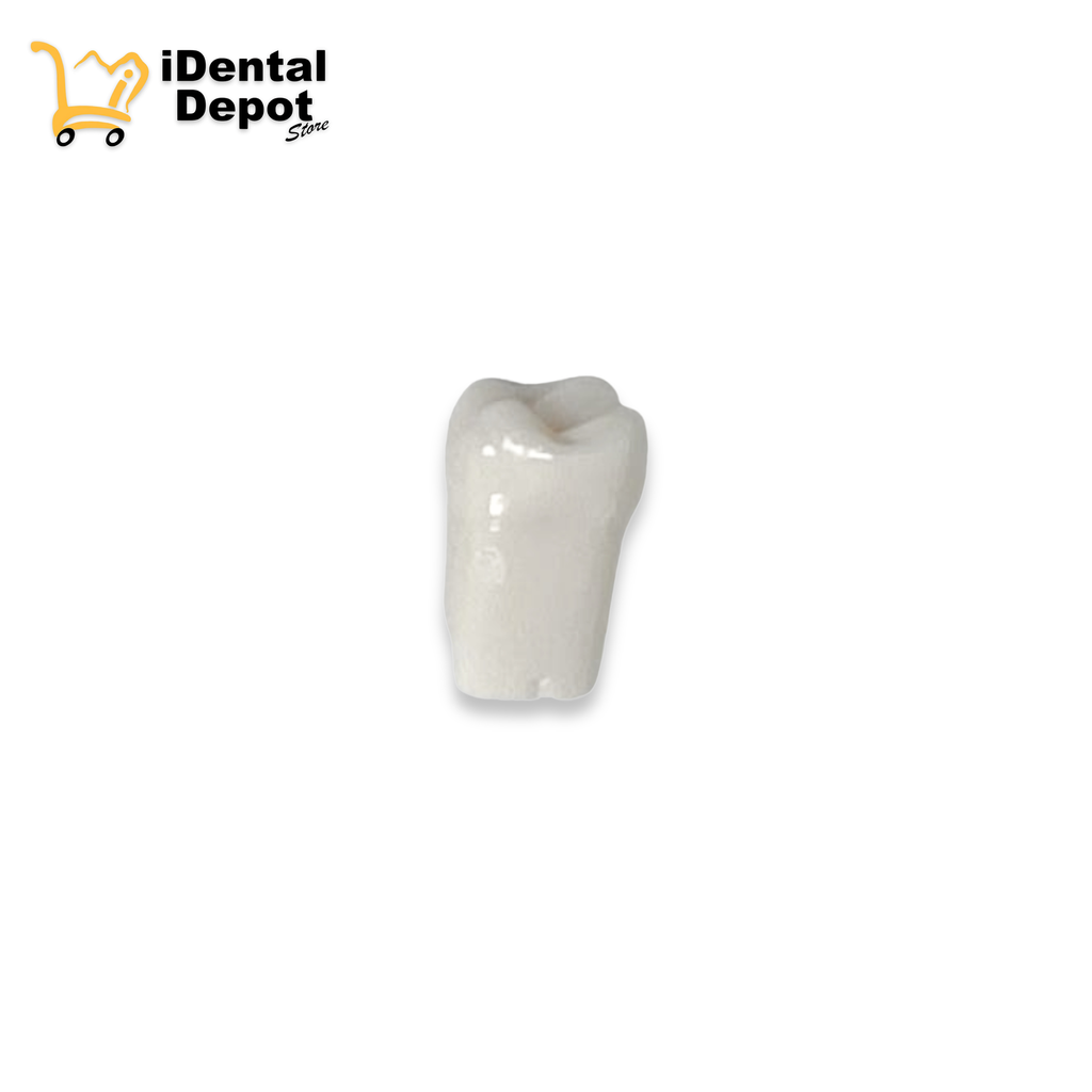 DIENTE 16.PRIMER MOLAR SUP/DER PERMANENTE