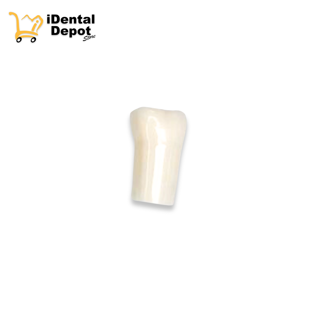 DIENTE NISSIN 35. SEGUNDO PREMOLAR INF/IZQ PERMANENTE 