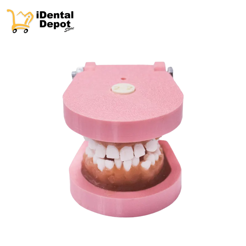 TIPODONTO DE CERA CLASE 2-2