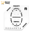 PLANTILLA PARA DIQUE DE GOMA UNIVERSAL BLANCA (ADULTO E INFANTIL)