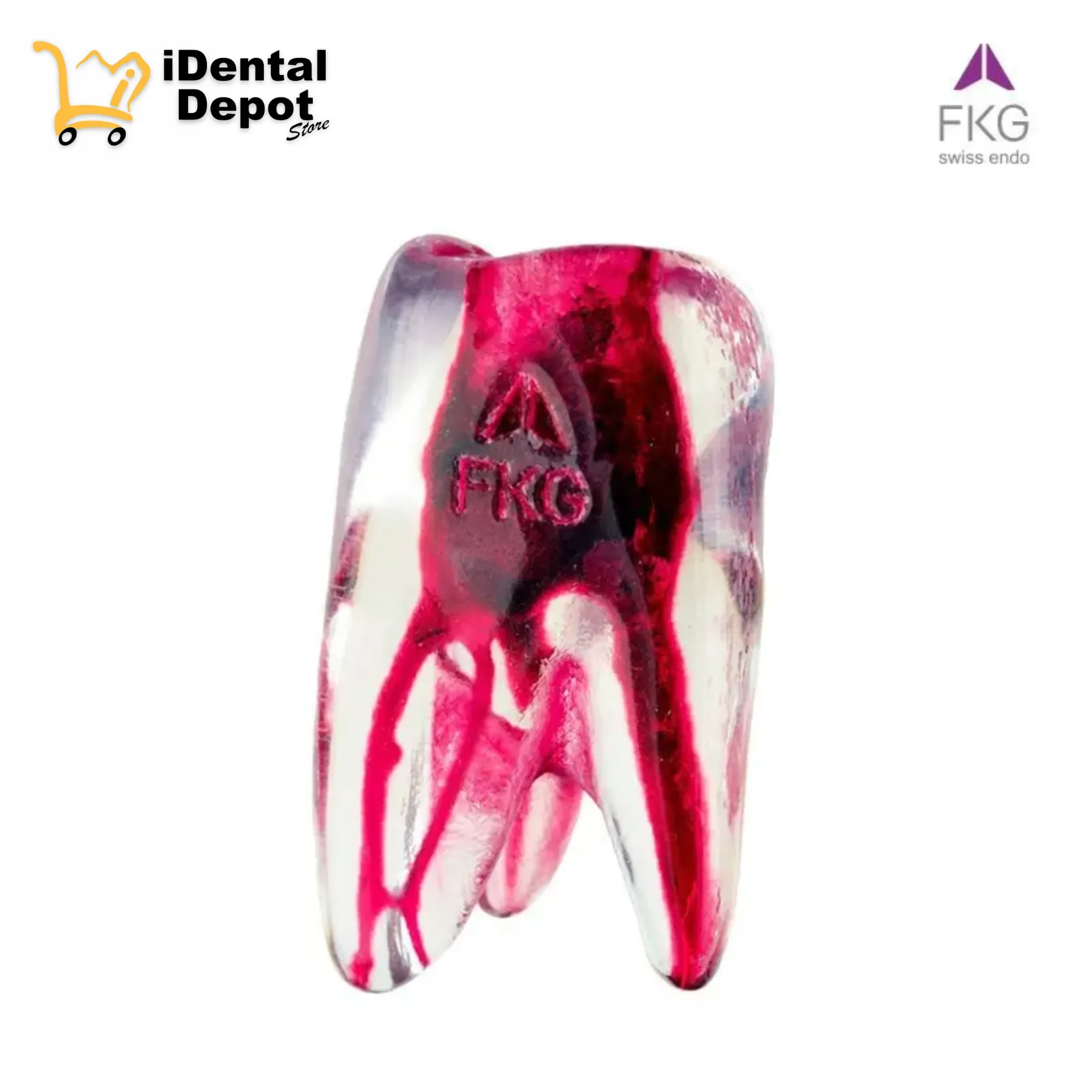 [FKG70.07A.XX] DIENTE 3D PRIMER MOLAR SUPERIOR IZQUIERDO