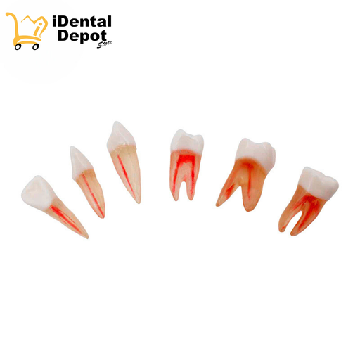 [OM-ENDW-S] DIENTES CON 6 ENDO PARA TIPODONTO BLANCO/MARFIL