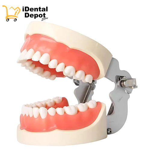 [TIPONISF] Tipodonto Tipo NISSIN Encía Suave 28 Dientes Nuevo