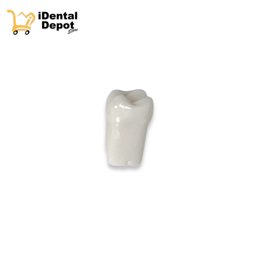 [13-A5AN20016] DIENTE 16.PRIMER MOLAR SUP/DER PERMANENTE