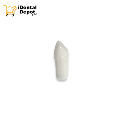 [13-A5AN20023 ] DIENTE 23.CANINO SUP/IZQ PERMANENTE