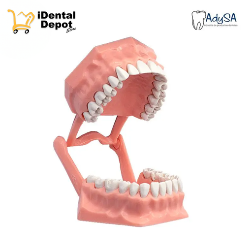 [ADY6] TIPODONTO ADULTO CON PREPARACIONES